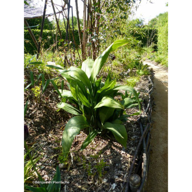Aspidistra elatior