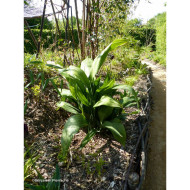 Aspidistra elatior