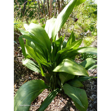 Aspidistra elatior