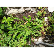 Asplenium ceterach