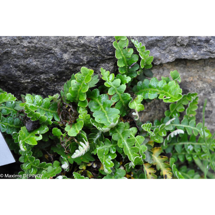 Asplenium ceterach
