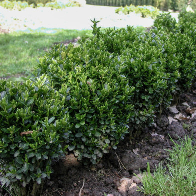 Buxus sempervirens 'Suffruticosa'