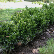 Buxus sempervirens 'Suffruticosa'