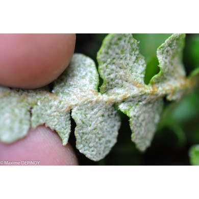 Asplenium ceterach