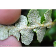 Asplenium ceterach