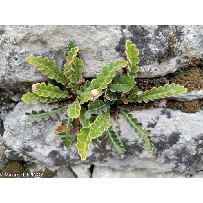 Asplenium ceterach