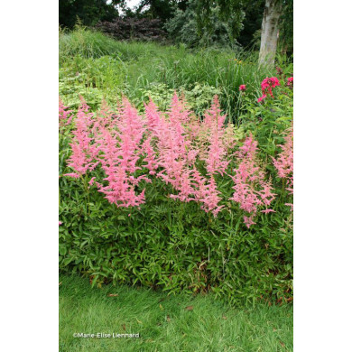Astilbe 'Anita Pfeifer'