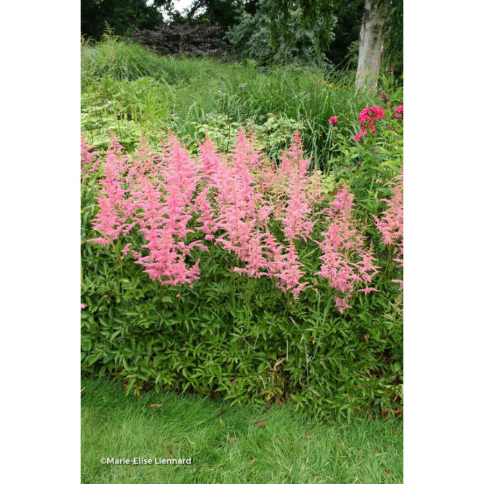 Astilbe 'Anita Pfeifer'