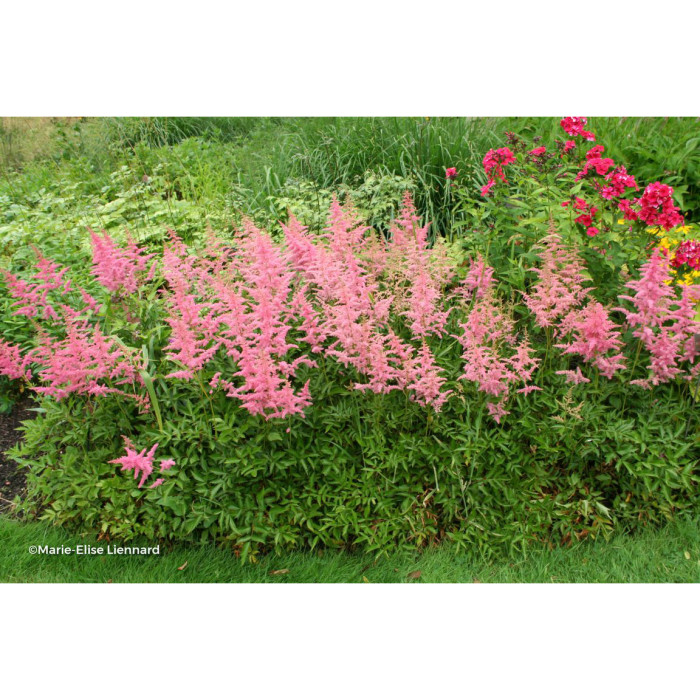 Astilbe 'Anita Pfeifer'