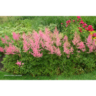 Astilbe 'Anita Pfeifer'