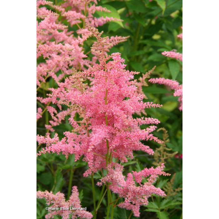 Astilbe 'Anita Pfeifer'