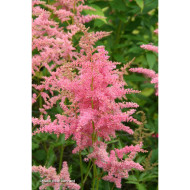 Astilbe 'Anita Pfeifer'