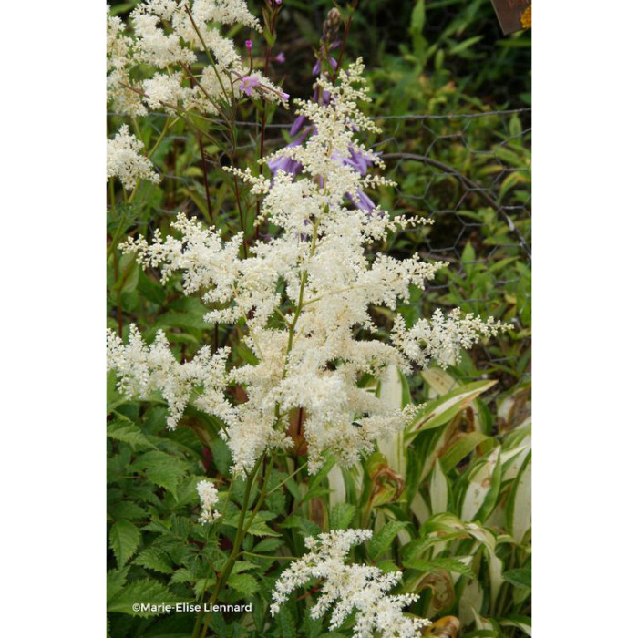 Astilbe 'Brautschleier'