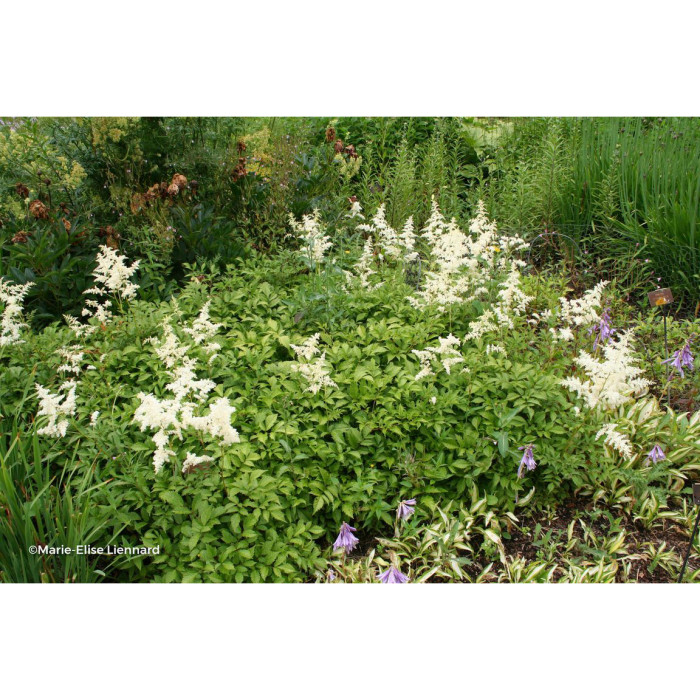 Astilbe 'Brautschleier'