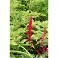 Astilbe 'Montgomery'