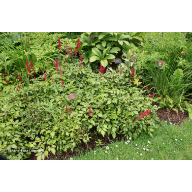 Astilbe 'Montgomery'