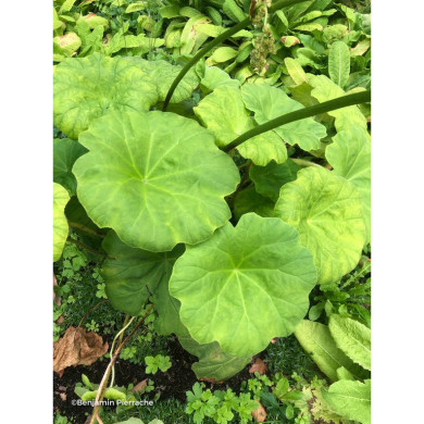 Astilboides tabularis