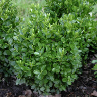 Buxus sempervirens 'Suffruticosa'
