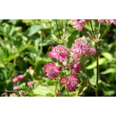 Astrantia major 'Claret'