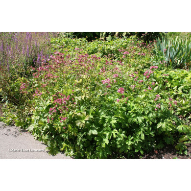 Astrantia major 'Claret'