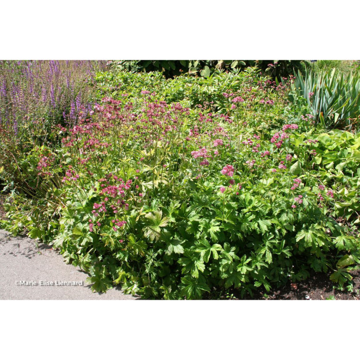 Astrantia major 'Claret'