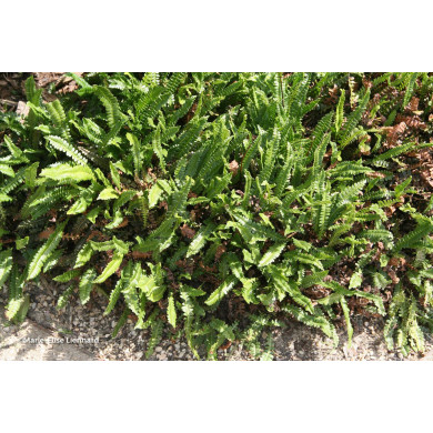 Blechnum penna-marina