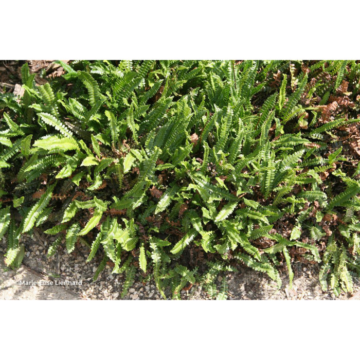 Blechnum penna-marina