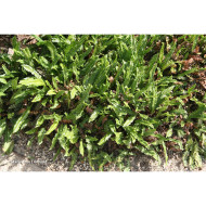 Blechnum penna-marina