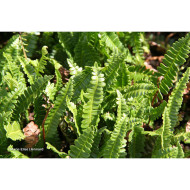 Blechnum penna-marina