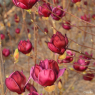 Magnolia 'Genie'
