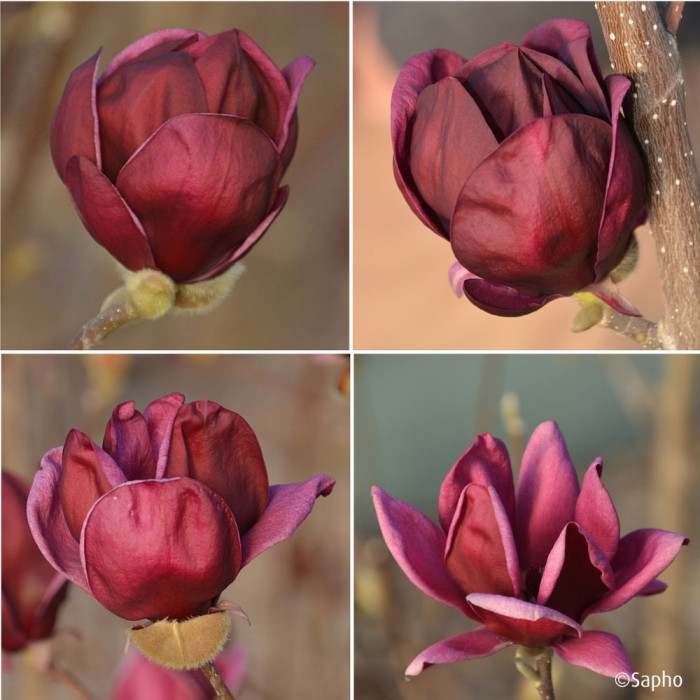 Magnolia 'Genie'