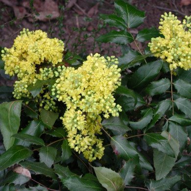 Mahonia aquifolium 'Apollo'