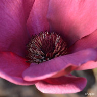 Magnolia 'Genie'