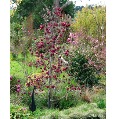 Magnolia 'Genie'