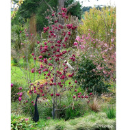 Magnolia 'Genie'