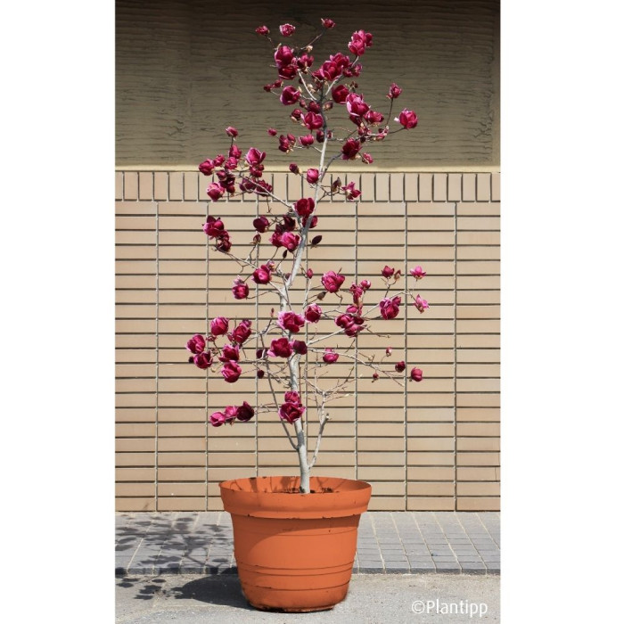 Magnolia 'Genie'