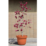 Magnolia 'Genie'