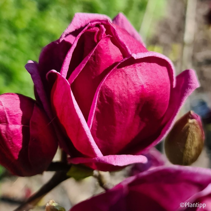 Magnolia 'Genie'