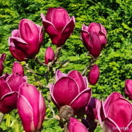 Magnolia 'Genie'