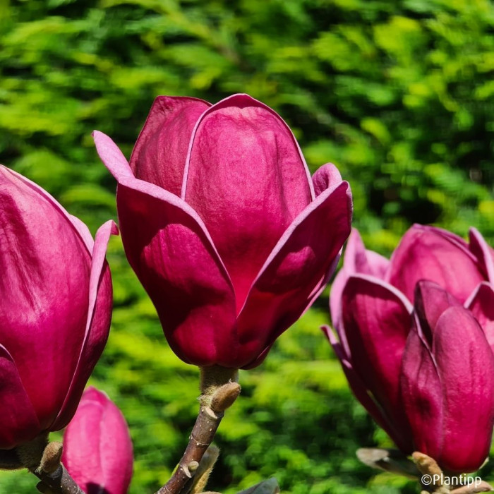 Magnolia 'Genie'