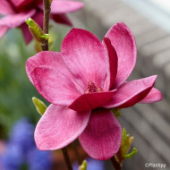 Magnolia 'Genie'