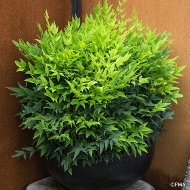 Nandina domestica 'Lemon and Lime'
