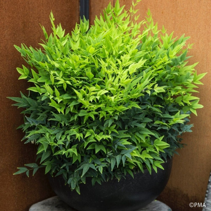 Nandina domestica 'Lemon and Lime'