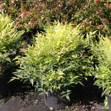 Nandina domestica 'Lemon and Lime'