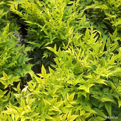 Nandina domestica 'Lemon and Lime'
