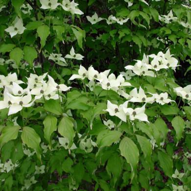 Cornus kousa var. chinensis