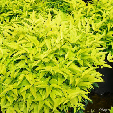 Nandina domestica 'Lemon and Lime'