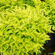 Nandina domestica 'Lemon and Lime'
