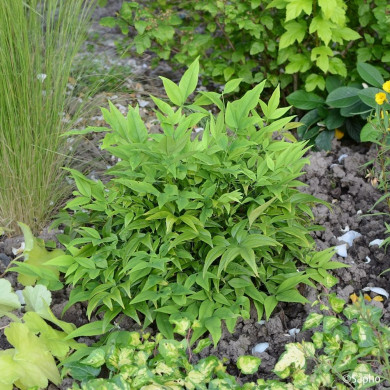 Nandina domestica 'Lemon and Lime'