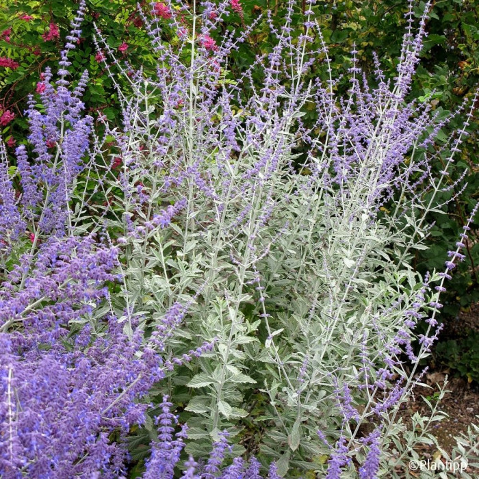 Perovskia atriplicifolia Silvery blue® 'Lissvery'